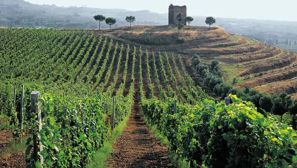 VIGNA